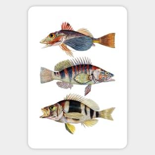 Musical Fish In Harmony Magnet